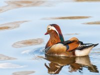 Mandarin Duck